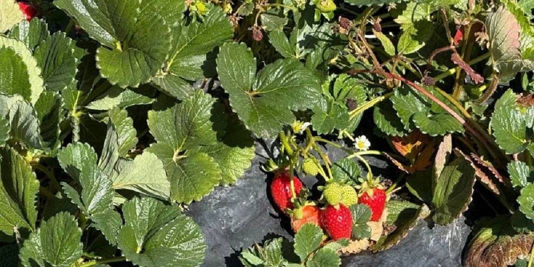 Yetiştiren pişman olmuyor! Bu yıl 15 ton ürün hedefliyor: Üretimi her geçen gün yaygınlaşıyor 2